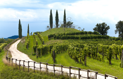 Livio Felluga Friaul Globalwine